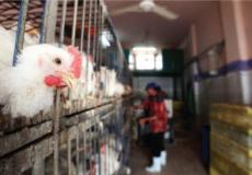 أسعار الدجاج واللحوم والخضروات في غزة اليوم الأربعاء 12 يناير