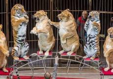 سيرك "الأسود السمينة"