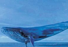 شاهد: ظهور الحوت الأزرق الكبير في ليبيا