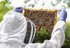 خلايا النحل في بريطانيا