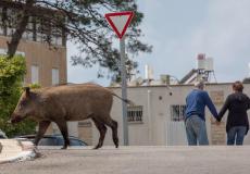 الحيوانات البرية تغزو شوارع إسرائيل الخالية 