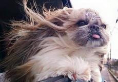 الكلبة الايطالية ريستا