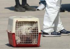 انقاذ كلبة صغيرة مهاجرة من خطر الموت 