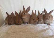 موقع عبري ينشر صورة أرانب برفقة خبر اجتماع 'الكابينت' بشأن غزة