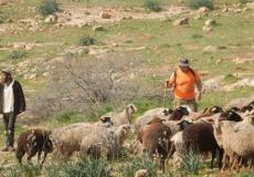 مستوطنان يعتديان على راعي أغنام جنوب الخليل