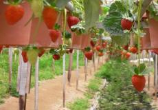 مزرعة فراولة