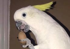 الببغاء سنوبول