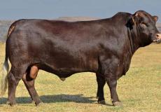 أحد العجول المسمنة