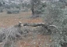 اقتلاع شجر الزيتون