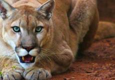 أسد الجبال يعيش في أميركا الشمالية