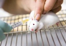 تجارب ضد الفئران