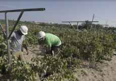 غزة: بدء رفع أشتال العنب على حوامل حديدية لـ 125 دونم