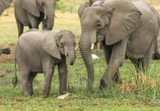 وفاة خمسة فيلة خلال محاولتهم إنقاذ فيل صغير