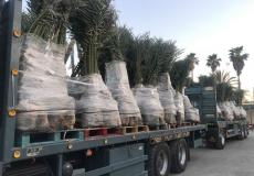 العمل الزراعي بغزة يستلم 330 شتلة من النخيل البرحي