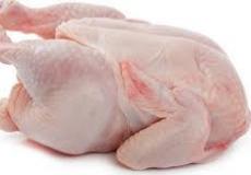 اسعار الدجاج في غزة اليوم