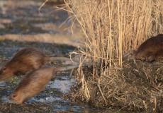 القوارض لكبح كورونا