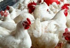 أسعار الدجاج في أسواق غزة اليوم السبت