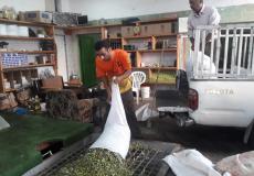 استعداد معاصر زيت الزيتون في بلدة عرابة