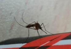 وفاة اسرائيلي أصيب بحمى غرب النيل