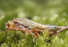 موجة انقراض للحشرات 