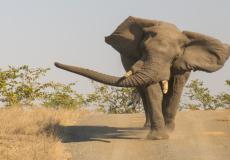 شاهد مصرع 5 أفيال حاولت إنقاذ فيل رضيع