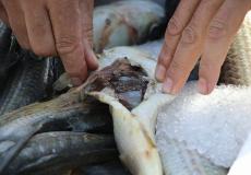 إتلاف أسماك على معبر كرم أبو سالم