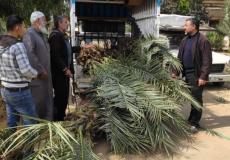 توزيع 130 شجرة نخيل على المزارعين في غزة