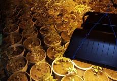 ضبط مستنبت لزراعة المخدرات في سلفيت