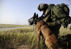 الكلاب البوليسية الإسرائيلية