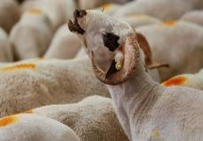 الأضاحي في عيد الأضحى المبارك 