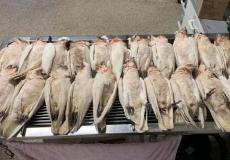 الطيور النازفة في استراليا