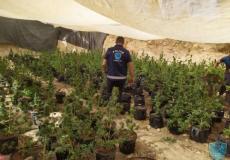 الشرطة تضبط مشتل لزراعة المخدرات 