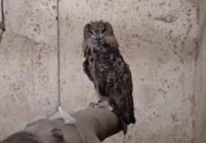 طائر البوم النسري