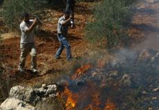 حرائق زيتون - ارشيف 