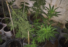 ضبط مشتل مخدرات