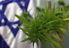 الكنيست الإسرائيلي يقرر تصدير الحشيش