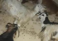 نفوق 60 رأسا من الماشية بسموم رشها مستوطنون في الأغوار