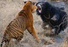 معركة دامية بين نمر ودب تخللها مفاجأة مدهشة