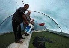 افتتاح مشروع إنتاج نبات الأزولا في شمال قطاع غزة