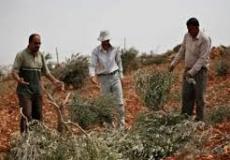 المستوطنون يقطعون 20 شجرة زيتون جنوب نابلس