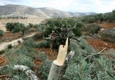 مستوطنون يقطعون عشرات أشجار الزيتون جنوب نابلس