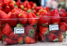 الفراولة التي يصدرها قطاع غزة