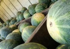 ضبط 5 أطنان بطيخ من إنتاج المستوطنات