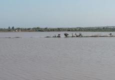 الاحتلال يغرق محاصيل حقلية شرق الشجاعية