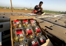 محاصيل زراعية في معبر كرم أبو سالم