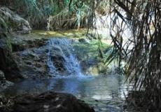 محمية عين جدي