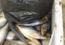 صورة للسمك التي تم اتلافه