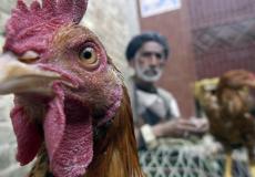 الأمانة العامة لمجلس الوزراء وجهت بذلك بناء على الموقف الوبائي لمرض إنفلونزا الطيور