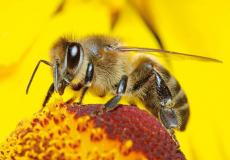 النحل يفتك بخلايا السرطان بهذه الطريقة