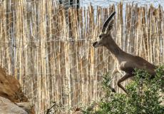 صورة إرشيفية لغزال داخل حديقة حيوانات - توضيحية -